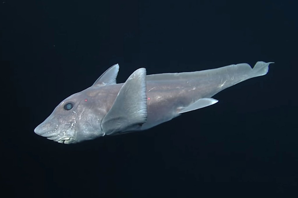 Tubarão-fantasma, também chamado de "quimera", filmado pela primeira vez