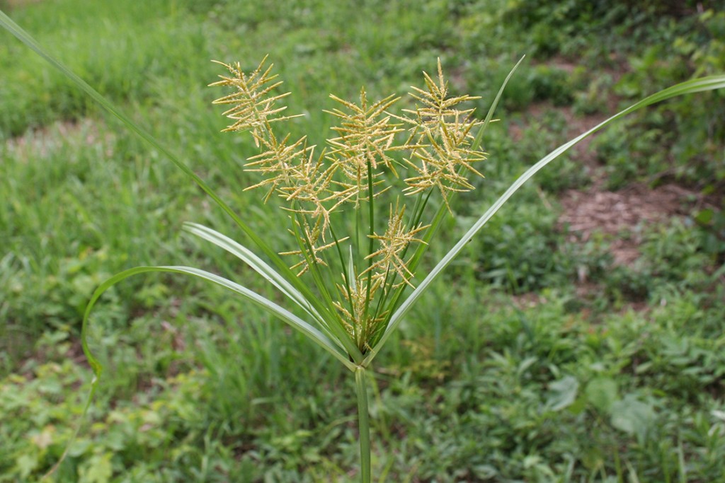 Yellow-nutsedge-seedhead