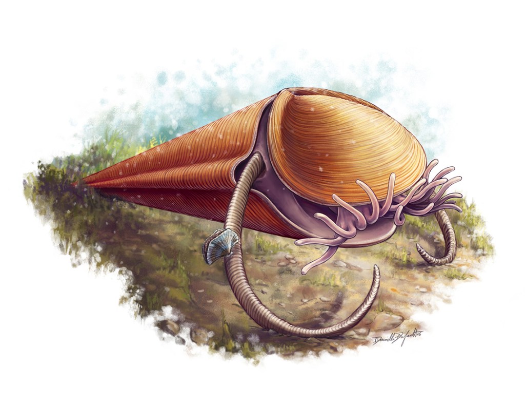 O hyolitha: semelhante a um cone de sorvete com tentáculos