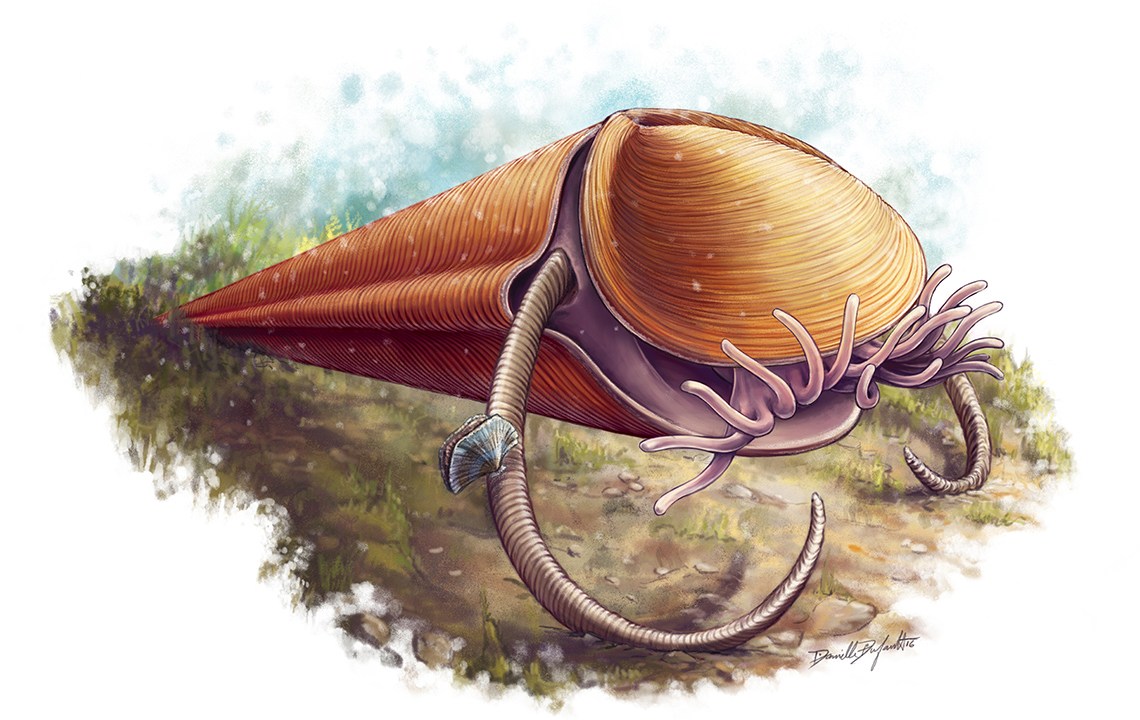 O hyolitha: semelhante a um cone de sorvete com tentáculos