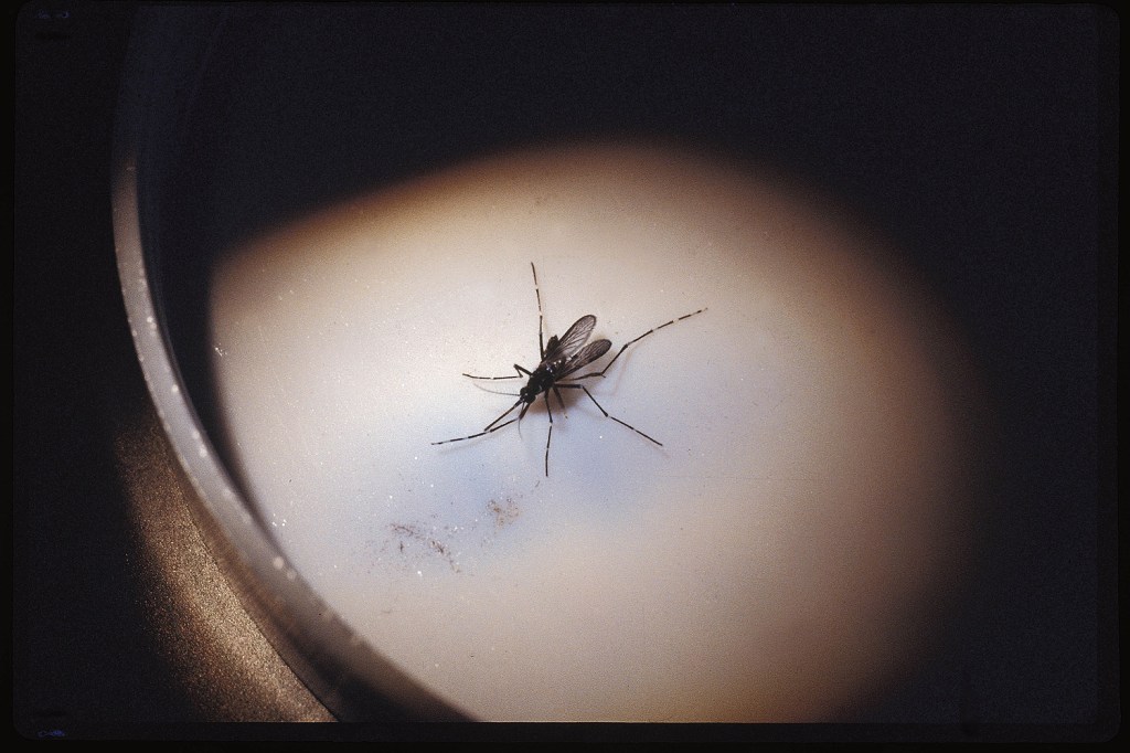 Aedes aegypti