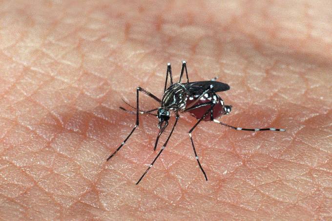 Aedes aegypti, mosquito transmissor da dengue e da febre amarela urbana.