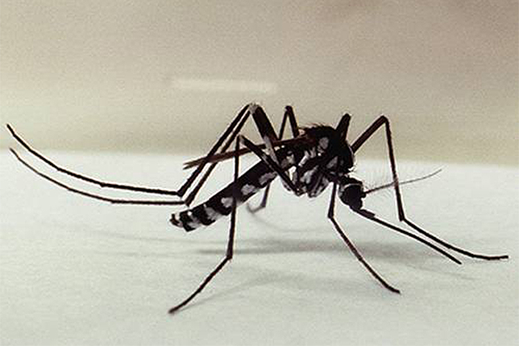 O mosquito 'Haemagogus leucocelaenus', que transmite a febre amarela silvestre
