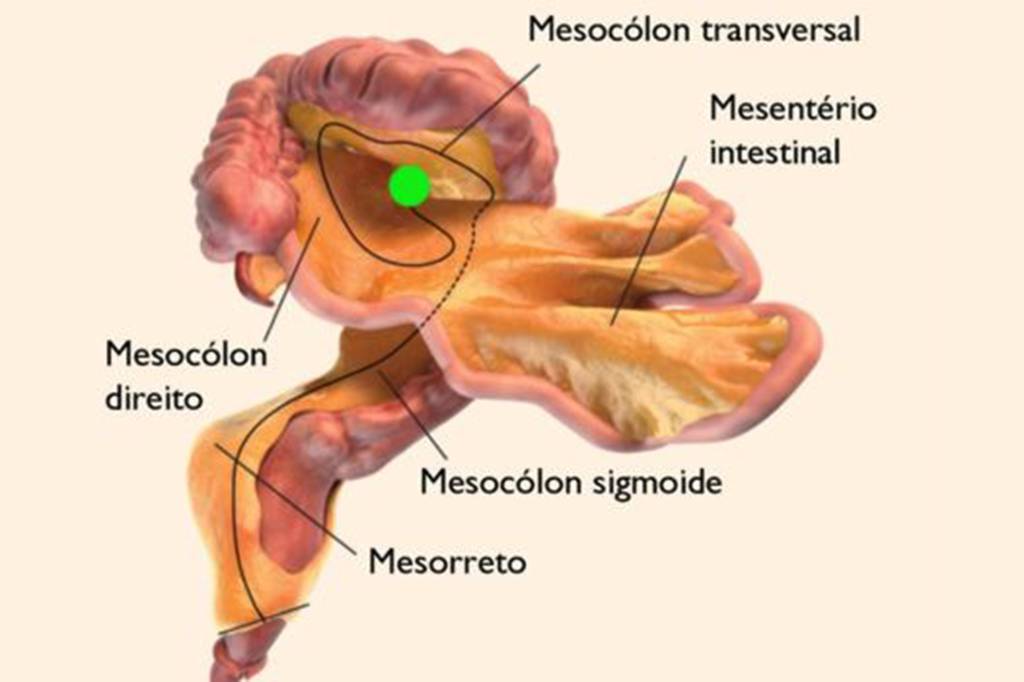 Conheça o mesentério: o novo órgão do corpo humano