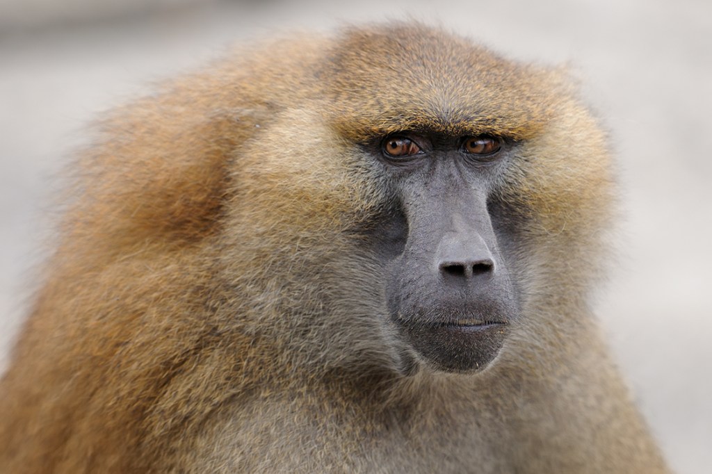 Closeup portrait of a Guinea baboon ( Papio papio)
