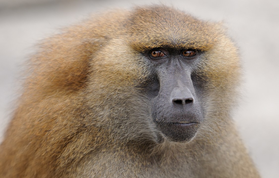 Closeup portrait of a Guinea baboon ( Papio papio)