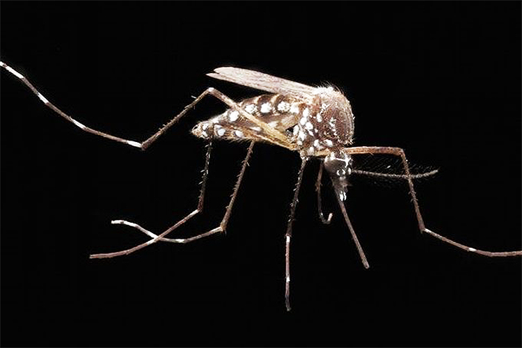 Aedes resistente ao vírus da dengue