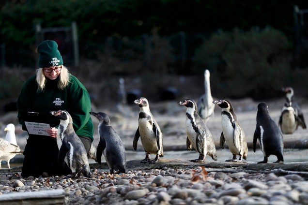 Funcionária registra pinguins durante contagem anual de animais no zoológico da cidade de Londres, Inglaterra - 03/01/2017