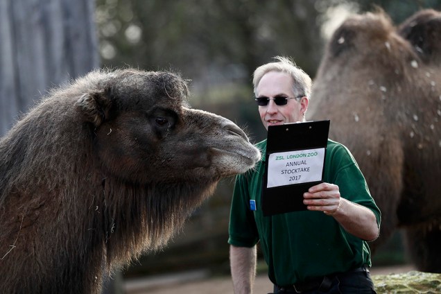 Funcionário do zoológico de Londres brinca com camelo durante contagem de animais que acontece anualmente, para que o zoológico continue funcionando - 03/01/2017