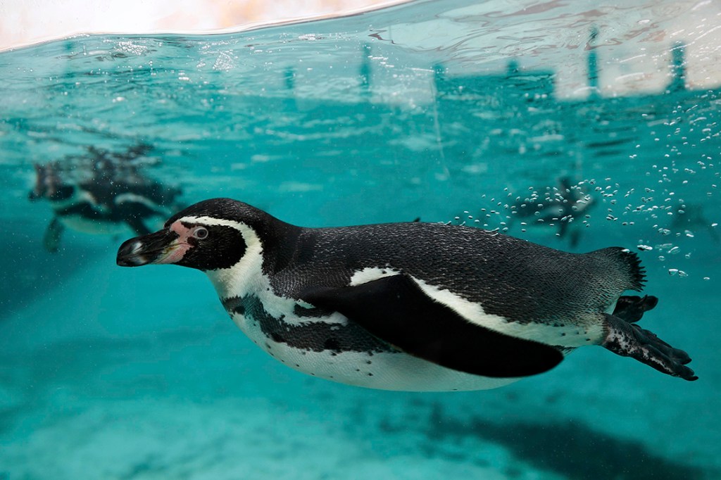 Pinguins nadam em tanque após contagem anual de animais no zoológico de Londres
