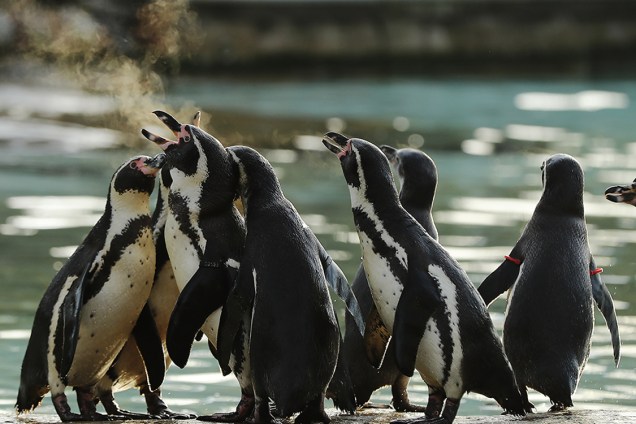 Pinguins brincam do lado de fora de tanque após contagem anual de animais no zoológico de Londres - 03/01/2017
