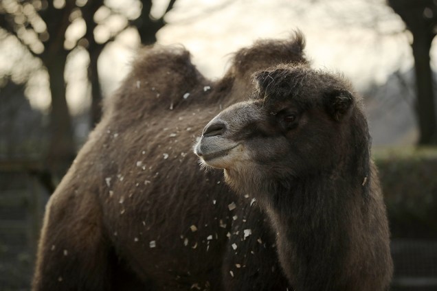 Camelo aguarda em sua jaula enquanto funcionários realizam a contagem de animais que acontece anualmente no zoológico de Londres, na Inglaterra - 03/01/2017