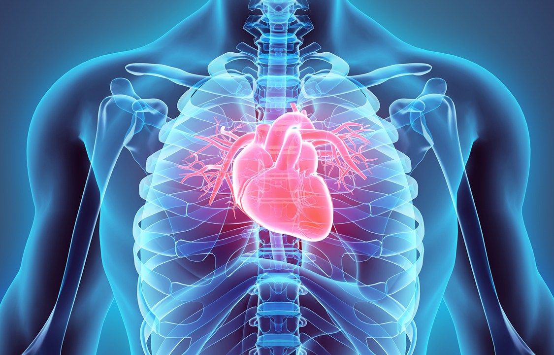 coração 3d, corpo humano