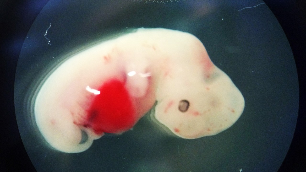 Embriões de humanos e porcos