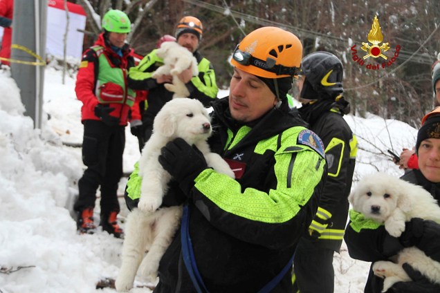 Bombeiros seguram filhotes resgatados de um hotel atingido por uma avalanche, na Itália