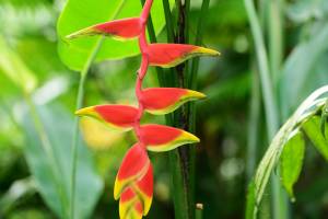 Heliconia Pendula