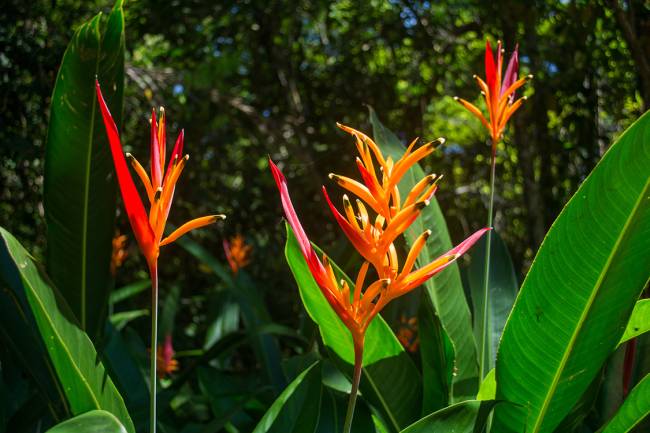 Heliconia psittacorum Heliconia psittacorum