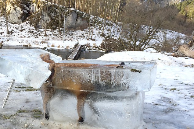Bloco de gelo com uma raposa congelada é encontrado em Fridingen, sul da Alemanha. O animal caiu em uma fina camada de gelo sobre o Rio Danúbio - 13/01/2017