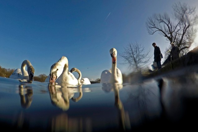 Cisnes procuram por alimento enquanto nadam no lago do Hyde Park em Londres, na Inglaterra - 02/01/2017