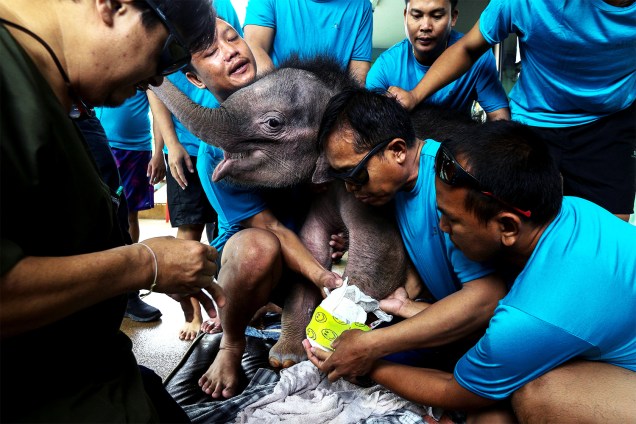 Veterinário trata as feridas de um elefante de cinco meses, após tratamento de hidroterapia em um centro de reabilitação na cidade de Pattaya, na Tailândia - 05/01/2017
