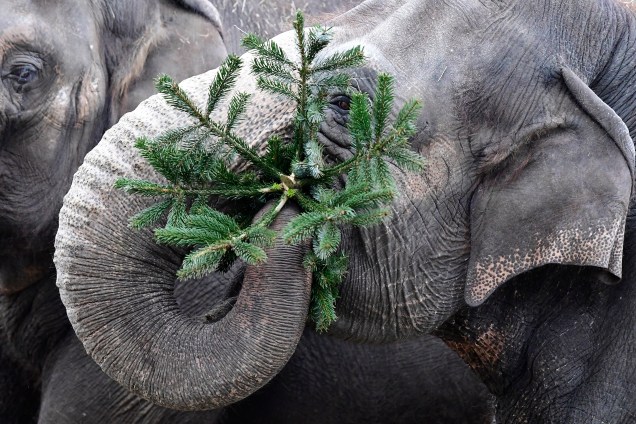 Elefante brinca com uma árvore de Natal no jardim zoológico de Berlim, na Alemanha - 03/01/2017