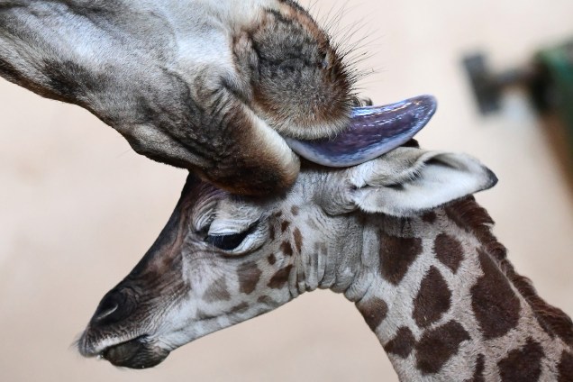 Filhote de girafa de três dias é limpo pela mãe no zoológico de Budapeste, na Hungria - 03/01/2017