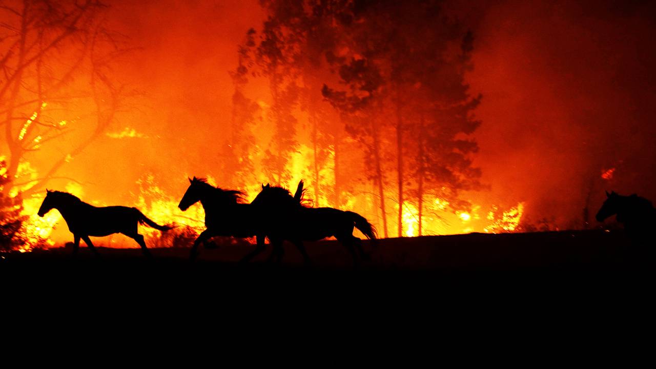 Incêndios no Sul do Chile na última semana - 31/01/2017