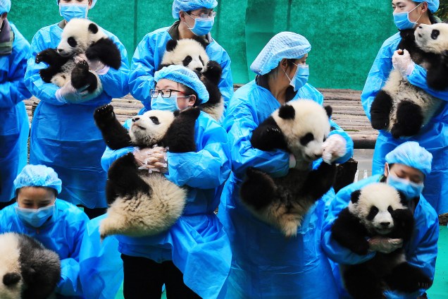 Vinte e três filhotes de panda gigante são exibidos durante evento para comemorar o próximo ano novo lunar chinês na base de pesquisa e procriação do Panda Gigante de Chengdu, capital da província de Sichuan, no sudoeste da China - 20/01/2017