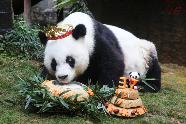 Basi, o urso panda mais velho do mundo, come bolo em comemoração aos seus 37 anos de idade, na província chinesa de Fujian - 18/01/2017