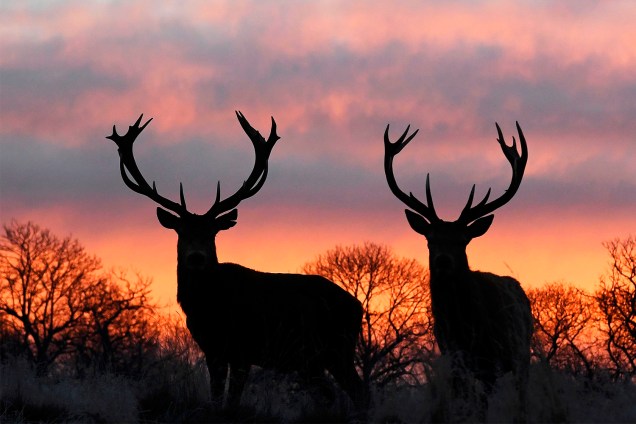 Cervos são fotografados em amanhecer no Richmond Park, sudoeste de Londres, na Inglaterra - 19/01/2017