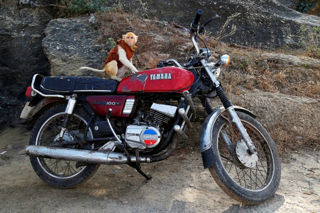 Um macaco é visto amarrado à moto de seu dono, um funcionário de lavanderia de Ajmer, na Índia - 16/01/2017