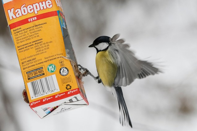 Pássaro se alimenta em recipiente improvisado a partir de uma caixinha de remédios, em um parque, na cidade de Kiev, Ucrânia - 04/01/2017