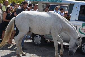 Cavalo é conduzido em funeral para se despedir de seu dono