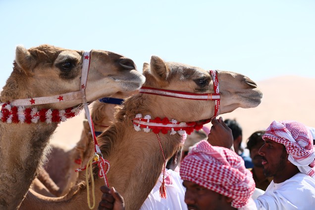 Camelos são preparados para corrida, principal atração do Festival das Dunas Liwa Moreeb, que acontece no deserto de Liwa, Emirados Árabes
