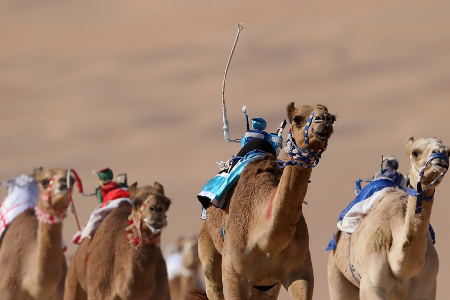 Camelos disputam corrida no deserto de Liwa, durante o Festival de Dunas Liwa Moreeb, os Emirados Árabes