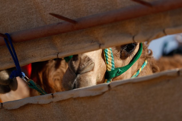 Camelos se alinham e são preparados para corrida no deserto, uma das principais atrações do Festival de Dunas Liwa Moreeb, os Emirados Árabes