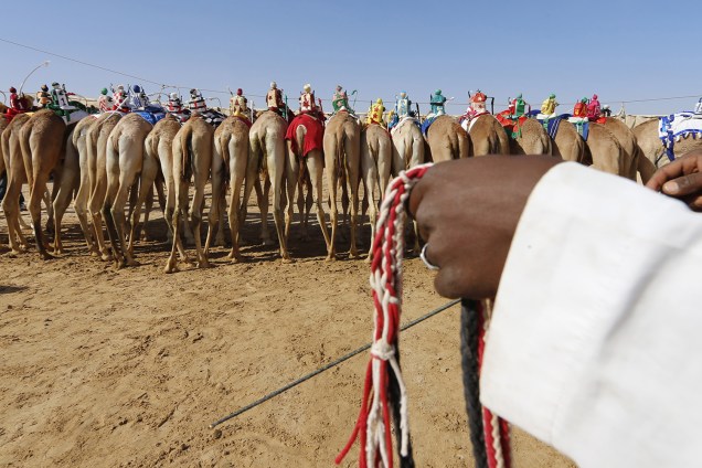 Camelos aguardam em fila pelo início da corrida no deserto, uma das maiores e principais atrações do Festival de Dunas Liwa Moreeb, nos Emirados Árabes