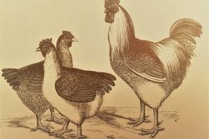 A família da galinha: também usada para definições espirituosas