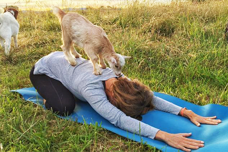 Mulher pratica ioga com cabras