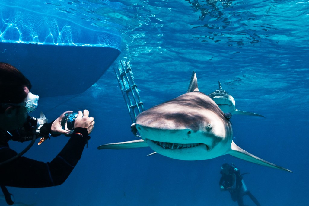 Tem coragem? Os cinco melhores lugares para mergulhar com tubarões