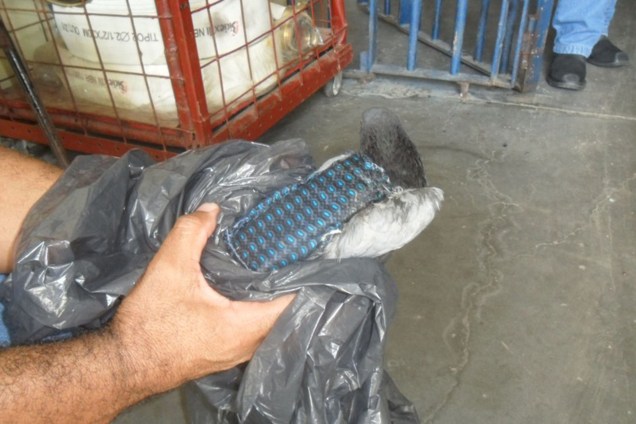 Um pombo com um colete carregando um celular foi capturado por agentes penitenciários no Presídio de Franco da Rocha, na Grande São Paulo