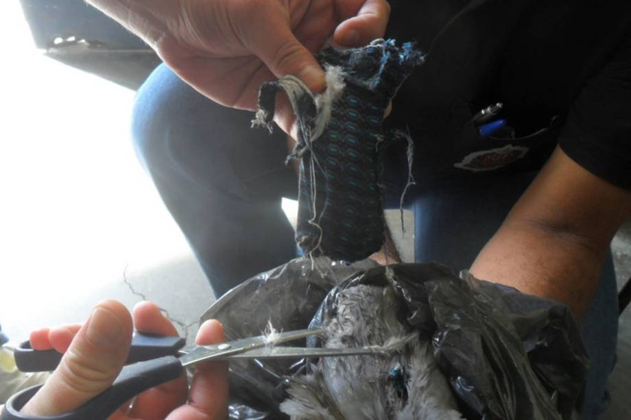 Um pombo com um colete carregando um celular foi capturado por agentes penitenciários no Presídio de Franco da Rocha, na Grande São Paulo Um pombo com um colete carregando um celular foi capturado por agentes penitenciários no Presídio de Franco da Rocha, na Grande São Paulo