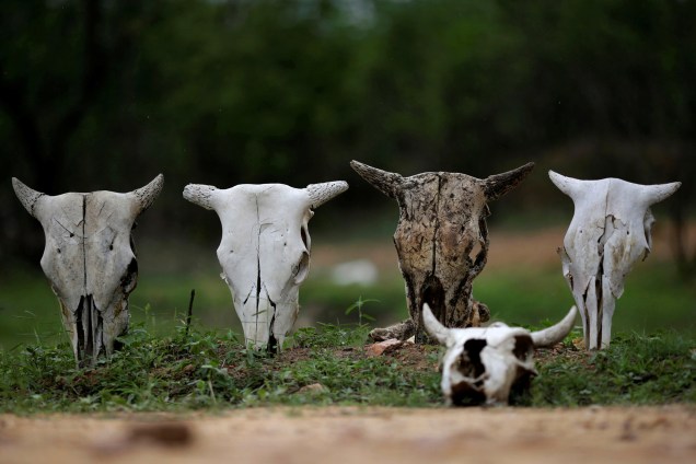 Crânios de gado são vistos na cidade de Coremas, sertão da Paraíba