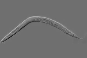 Verme Caenorhabditis elegans