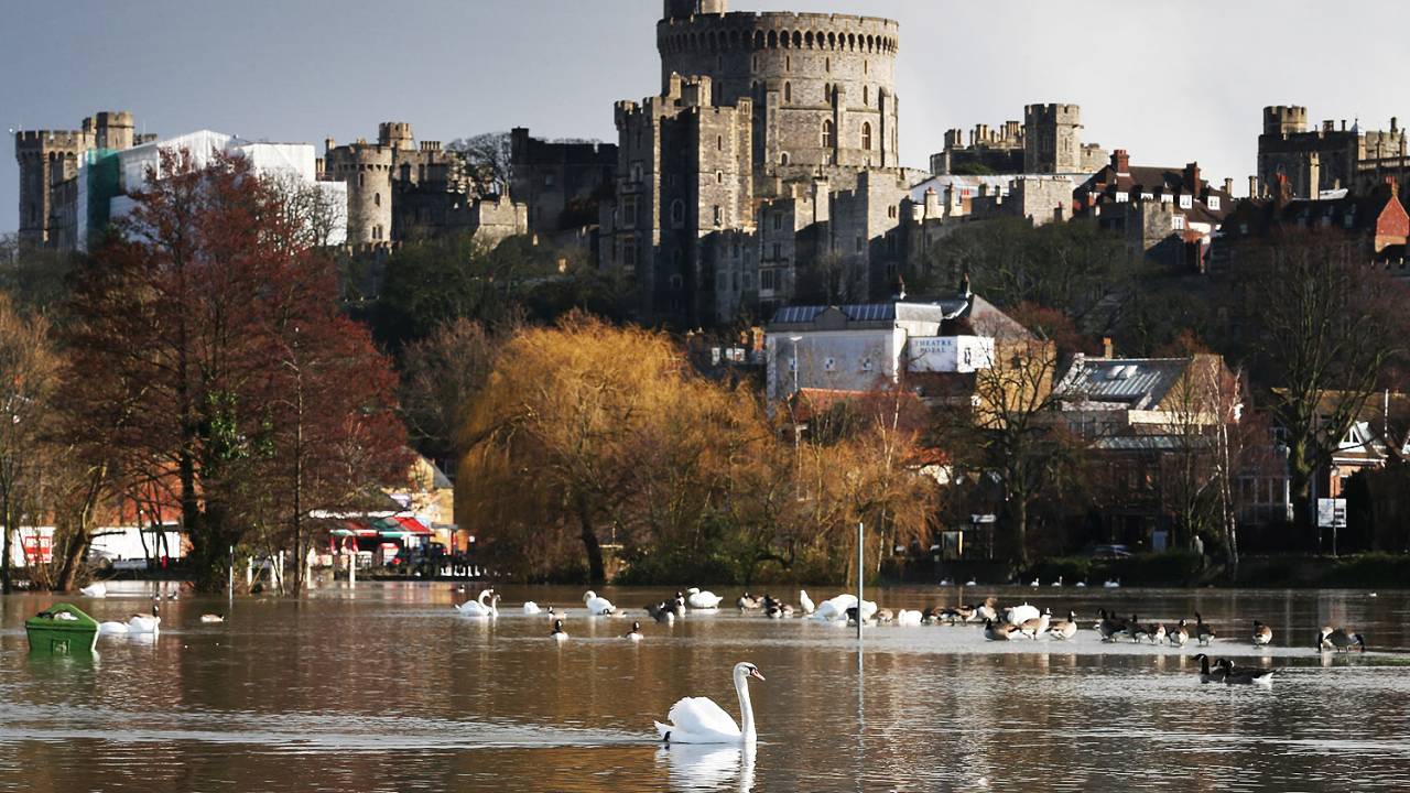 Cisnes da monarquia inglesa no castelo de Windsor
