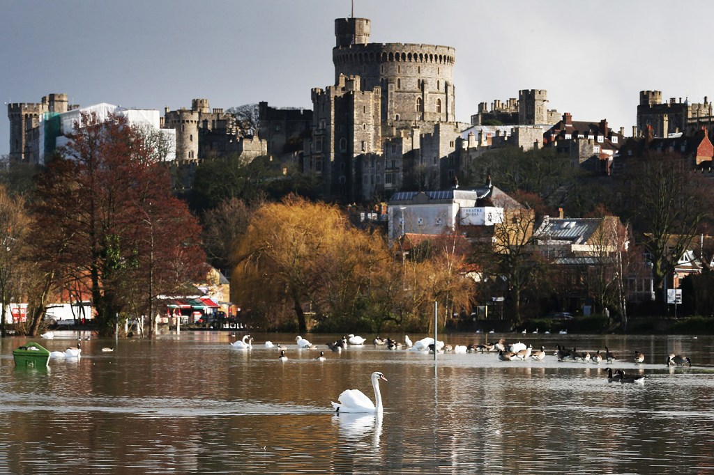 Cisnes da monarquia inglesa no castelo de Windsor