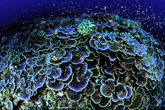 Jarvis Island National Wildife Refuge Coral