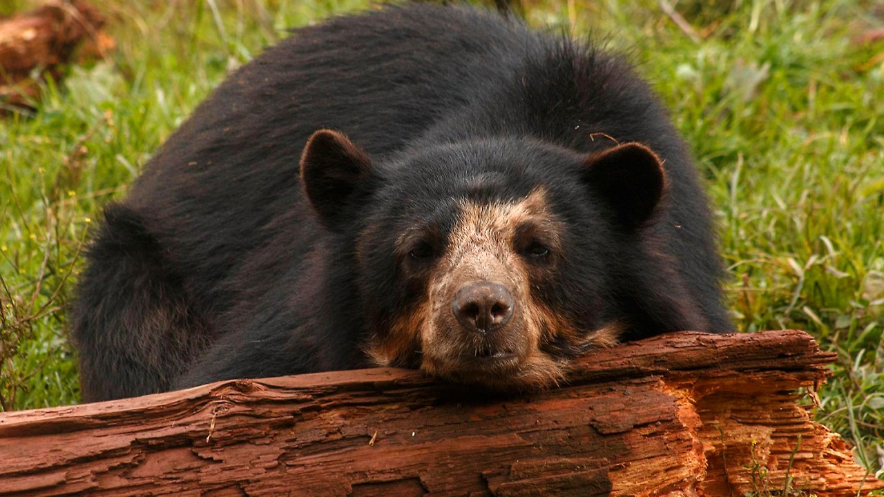 Urso do South Lakes Safari Zoo no Reino unido