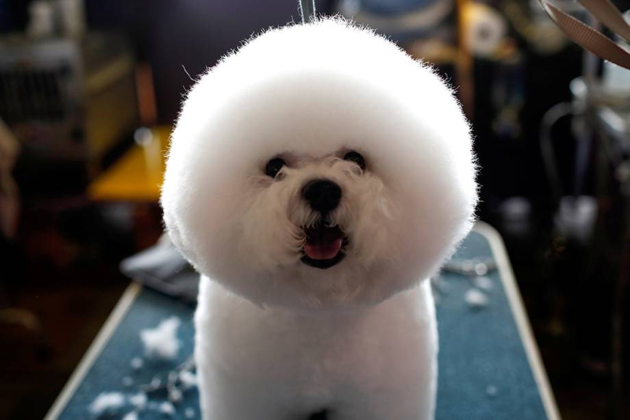 Cachorro recebe penteado fashion durante 141° Dog Show, em Nova York