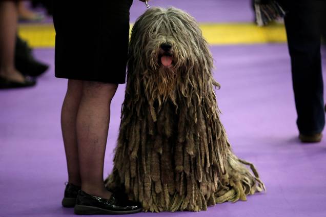 Cachorro da raça Pastor Bergamasco espera sua vez de ser avaliado durante competição no 141° Dog Show, na cidade de Nova York, Estados Unidos Cachorro da raça Pastor Bergamasco espera sua vez de ser avaliado durante competição no 141° Dog Show, na cidade de Nova York, Estados Unidos